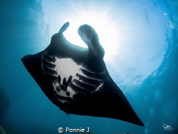 Bat of the sea by Ponnie J 
